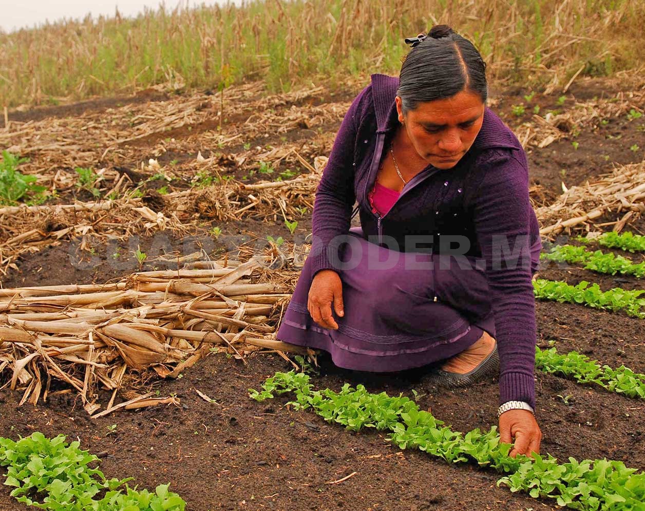 Covid Favoreci Pr Cticas Agroecol Gicas En Mujeres