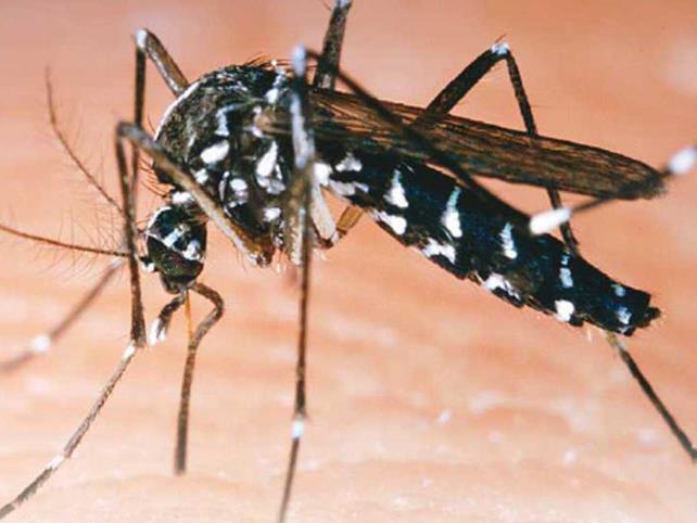 Oaxaca reporta 76 casos de dengue