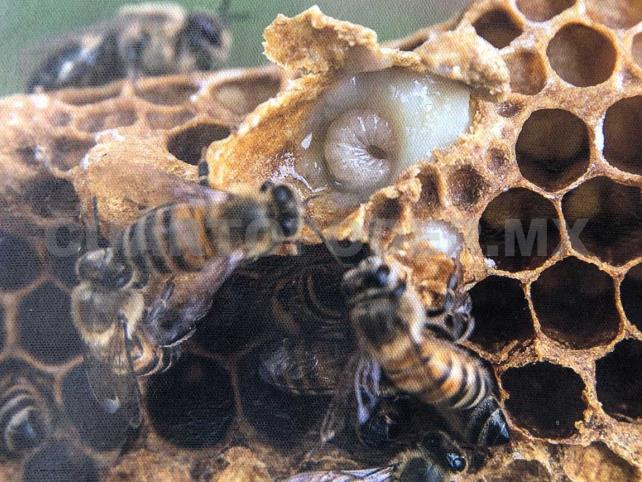 “Amo y rescato las abejas”, grupo que crea conciencia