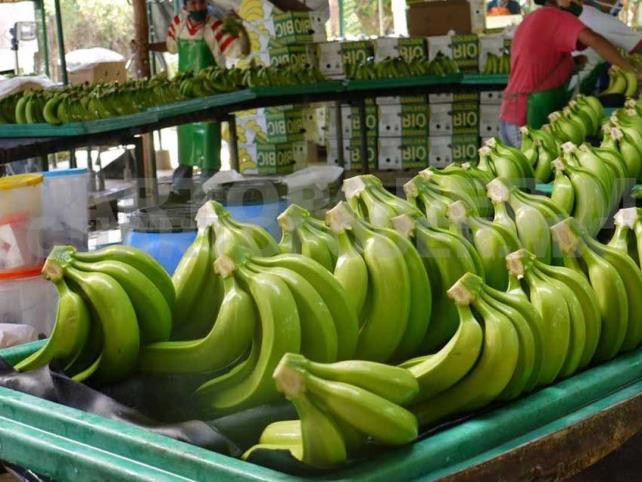 Incrementa la producción de frutas tropicales