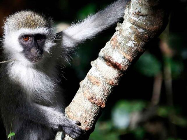 Monitorean a personas por caso de viruela del mono