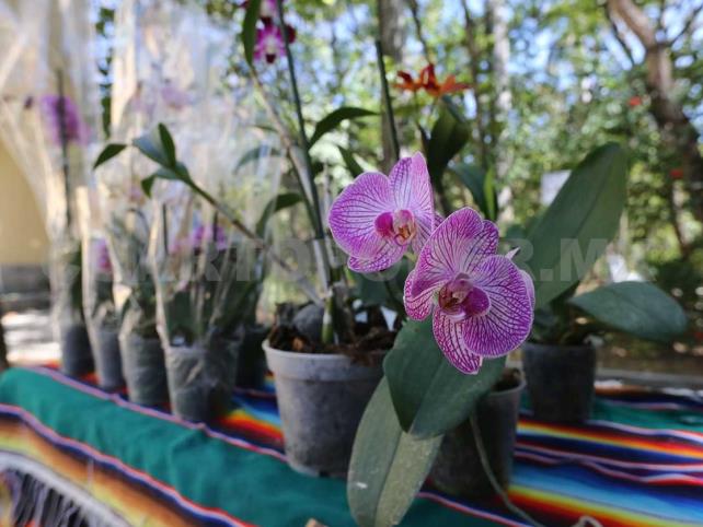 Chiapas presenta un gran saqueo de orquídeas