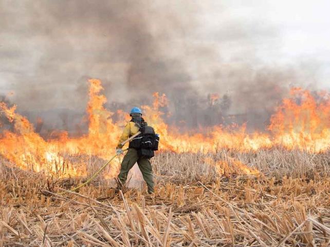 Cuatro incendios forestales siguen activos en el estado