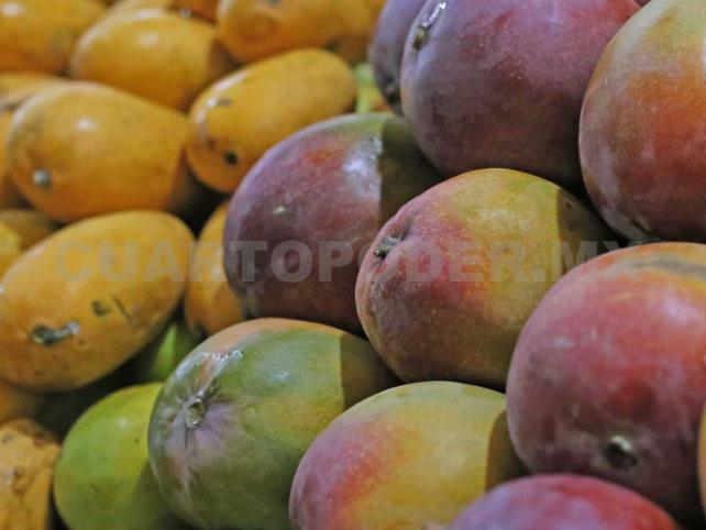 Incrementará exportación de mango a EUA