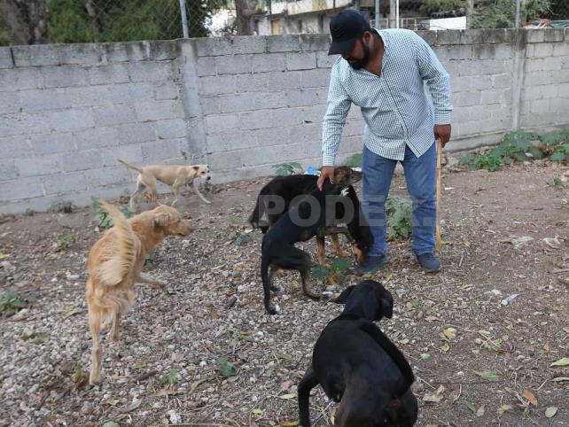 Esterilizarán mascotas en Tapachula