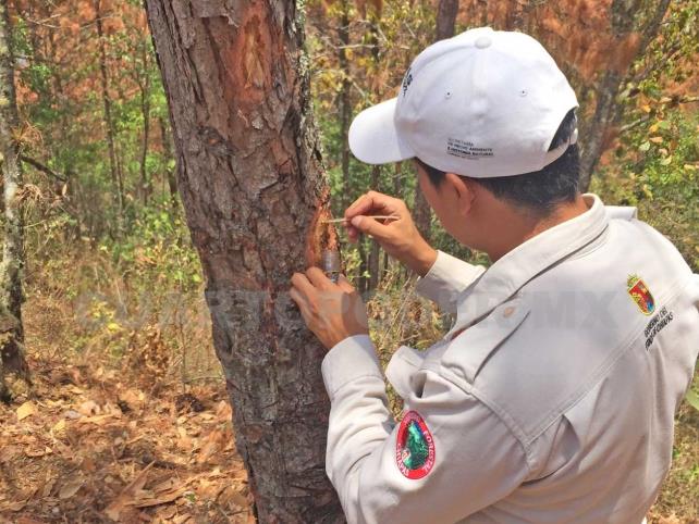 Descortezadores del pino dañan ecosistema forestal
