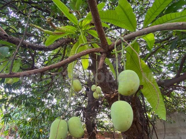 El mango Ataulfo, de Tapachula para el mundo