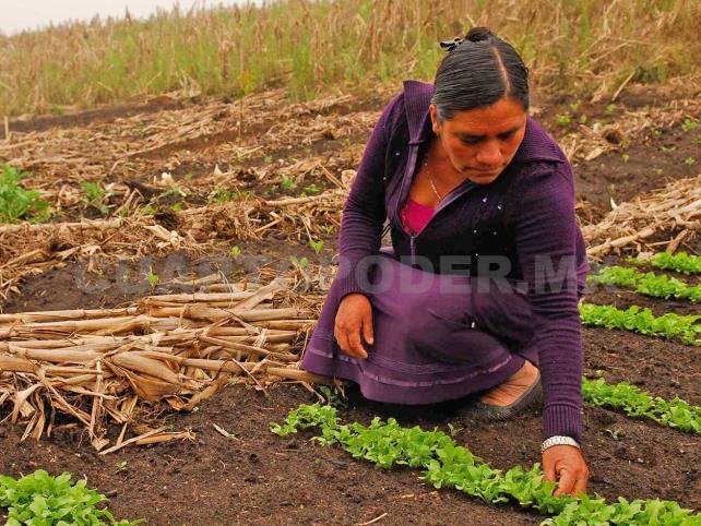 Covid favoreció prácticas agroecológicas en mujeres