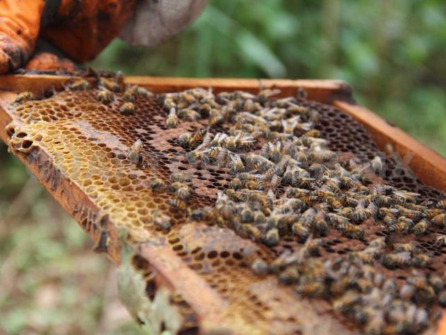 De apiterapeuta a rescatadora de abejas